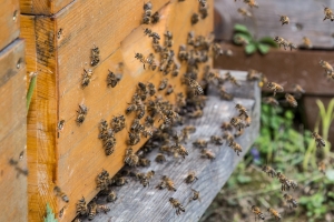 Fleißige Bienchen: die neuen Flugfeld-Bewohner