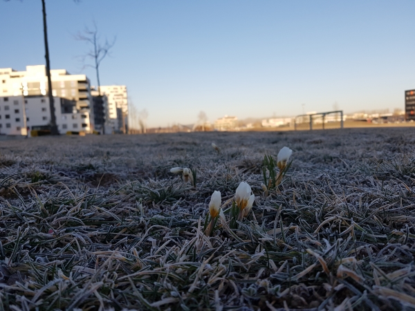 Krokusse sind die ersten Frühblüher des Flugfelds